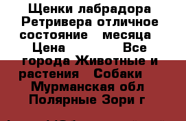 Щенки лабрадора Ретривера отличное состояние 2 месяца › Цена ­ 30 000 - Все города Животные и растения » Собаки   . Мурманская обл.,Полярные Зори г.